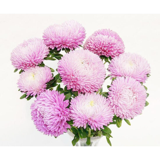 Asteres ķīnas Balloon Appleblossom 30 gab Satimex